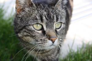 Katze_kl