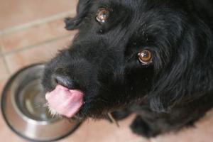 Hund